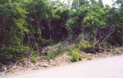 Figure 3b: Rail damage--bulldozing that has recently occurred, damaging nearly 7 km of roadbed. Bulldozing was done in an attempt to widen the adjacent modern roadway. Photo by Jennifer Mathews, 2002. Figure 3b: Rail damage--bulldozing that has recently occurred, damaging nearly 7 km of roadbed. Bulldozing was done in an attempt to widen the adjacent modern roadway. Photo by Jennifer Mathews, 2002.