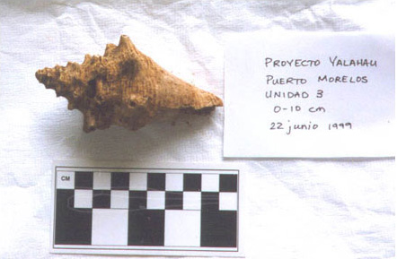 Figure 9: Intact conch shell obtained from Unit 3. Photo by Jennifer Mathews, 1999.