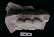 Figure 3:12 - This may have been an enframing element of raised relief, and having a line of beads along the forward surface.