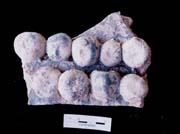 Figure 3:16 - A double row of beads, all painted blue.