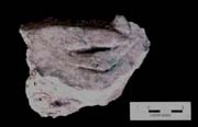Figure 3:23 - This piece represents the hand of a captive, based on its size in relation to other figures in the collection, and its form, suggesting an outstretched hand with fingers clasped. Figure 3:23 - This piece represents the hand of a captive, based on its size in relation to other figures in the collection, and its form, suggesting an outstretched hand with fingers clasped.