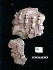 Figure 3:28 - This image is believed to be the central figure, or the ahau of Lamanai. In all likelihood he was positioned above the central door. Note the hair and jadeite beads. Figure 3:28 - This image is believed to be the central figure, or the ahau of Lamanai. In all likelihood he was positioned above the central door. Note the hair and jadeite beads.