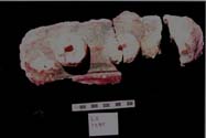 Figure 3:43 - This is an elaborate decorative piece recovered in LA 1285, and is a raised rectangular with rounded end design, painted red and green, and having three small perforated discs on its surface. Figure 3:43 - This is an elaborate decorative piece recovered in LA 1285, and is a raised rectangular with rounded end design, painted red and green, and having three small perforated discs on its surface.