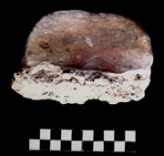 Figure 3:51 - Unknown decorative. This piece projects and has at least four colors in a striped pattern. On the other side are groove marks of the sculptor's fingers. Figure 3:51 - Unknown decorative. This piece projects and has at least four colors in a striped pattern. On the other side are groove marks of the sculptor's fingers.