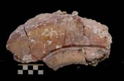 Figure 3:56 - This piece is a large decorative/enframing element that probably once framed a figure. It is of raised relief and is attached to a stone armature. The paint details on the piece are interesting and well preserved.