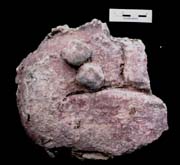 Figure 3:6 - This piece seems to represent an arm, bent at the elbow. However, an alternate suggestion was that the bend at the lower right represents a knee. Note the scale is rather awkward.