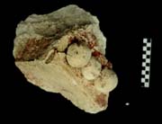 Figure 3:60 - An enframing element with a single row of large beads. This may be associated with Figure 3:54.