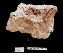 Figure 3:68 - This piece, recovered in LA 1293, may represent the supra-orbital plate of a saurian. It is painted yellow, with black lines delineating what may be scales. Figure 3:68 - This piece, recovered in LA 1293, may represent the supra-orbital plate of a saurian. It is painted yellow, with black lines delineating what may be scales.