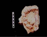 Figure 3:70 - This piece, recovered in LA 1292, represents a curvilinear design of beads. The entire piece is painted yellow with black lines. Because of the paint style, it is no doubt associated with Figure 3:68 and Figure 3:69. In addition to these pieces, there are at least forty more fragments with the same paint style. Figure 3:70 - This piece, recovered in LA 1292, represents a curvilinear design of beads. The entire piece is painted yellow with black lines. Because of the paint style, it is no doubt associated with Figure 3:68 and Figure 3:69. In addition to these pieces, there are at least forty more fragments with the same paint style.