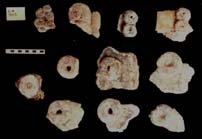 Figure 3:80 - An assortment of fragments from LA 1103. These include large and small earflares (lower seven pieces), adornos, and one scroll design. Figure 3:80 - An assortment of fragments from LA 1103. These include large and small earflares (lower seven pieces), adornos, and one scroll design.