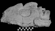 Figure 3:94 - This is a profile view of the head of K'inich Ajaw, Figure 3:93.
