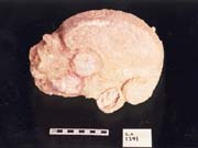 Figure 3:95 - A large supernatural figure from LA 1291. The head is sculpted on one side, with little or no relief on the other. It has a projecting hook on its nose.