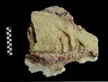 Figura 3:64 - Esta pieza de LA 1293, si bien todav&iacute;a no ha sido analizada, podr&iacute;a representar plumas de alg&uacute;n tocado.