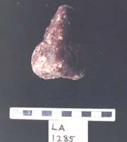 Figura 3:8 - Esta es una nariz de un tama&ntilde;o mayor que el natural y que se recuper&oacute; en LA 1285.