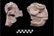 Figura 3:97 - Se cree que estos fragmentos representan al monstruo witz. En total suman cuatro piezas, pero el ejemplo diagn&oacute;stico es el de la derecha. Esta pieza puede representar la parte inferior del ojo, y la prominencia en el lado derecho del fragmento podr&iacute;a ser la nariz.
