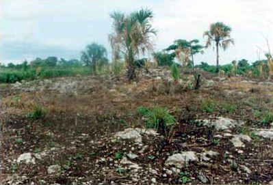 Photo 12. Platform corresponding to a residential group, north of the modern town of Teapa.