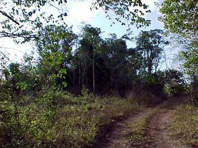 Photo 31. Largest pyramid structure of southeastern group, main core of Nohcachí. Photo 31. Largest pyramid structure of southeastern group, main core of Nohcachí.