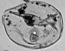 Figure 2b. Photomicrographs of pollen grains. Maize (ca. 1500 cal B.C., 92 mcm diameter). Figure 2b. Photomicrographs of pollen grains. Maize (ca. 1500 cal B.C., 92 mcm diameter).