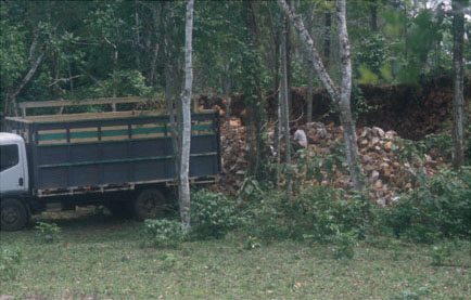 Figure 5. Looting of a palace structure for stone at Raxruja Viejo in 2002. Figure 5. Looting of a palace structure for stone at Raxruja Viejo in 2002.