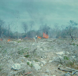 Video of Slash & Burn Gardening