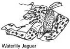 Waterlily Jaguar